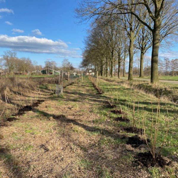 Nieuwe Bodem - duurzaam walnoten hazelnoten biodiversiteit agrobosbouw 578