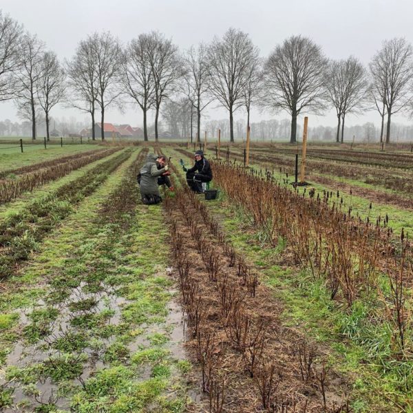 Nieuwe Bodem - duurzaam walnoten hazelnoten biodiversiteit agrobosbouw 579