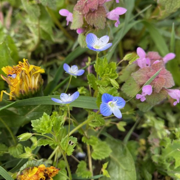 Nieuwe Bodem - duurzaam walnoten hazelnoten biodiversiteit agrobosbouw 589