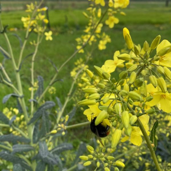 Nieuwe Bodem - duurzaam walnoten hazelnoten biodiversiteit agrobosbouw 590