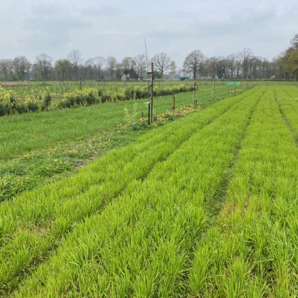 Nieuwe Bodem - duurzaam walnoten hazelnoten biodiversiteit agrobosbouw 591