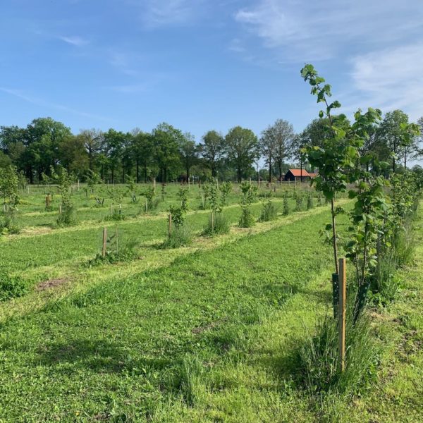 Nieuwe Bodem - duurzaam walnoten hazelnoten biodiversiteit agrobosbouw 596
