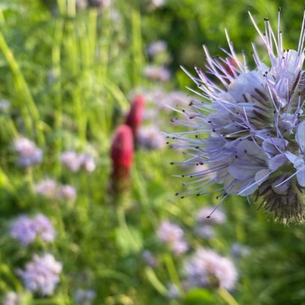 Nieuwe Bodem - duurzaam walnoten hazelnoten biodiversiteit agrobosbouw 597