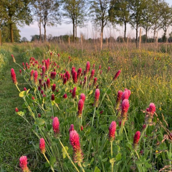 Nieuwe Bodem - duurzaam walnoten hazelnoten biodiversiteit agrobosbouw 598