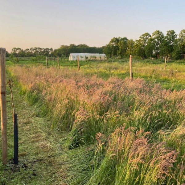 Nieuwe Bodem - duurzaam walnoten hazelnoten biodiversiteit agrobosbouw 599