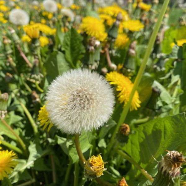 Paardenbloem (Taraxacum officinale)