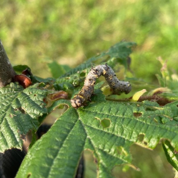 Perentak (Phigalia pilosaria)