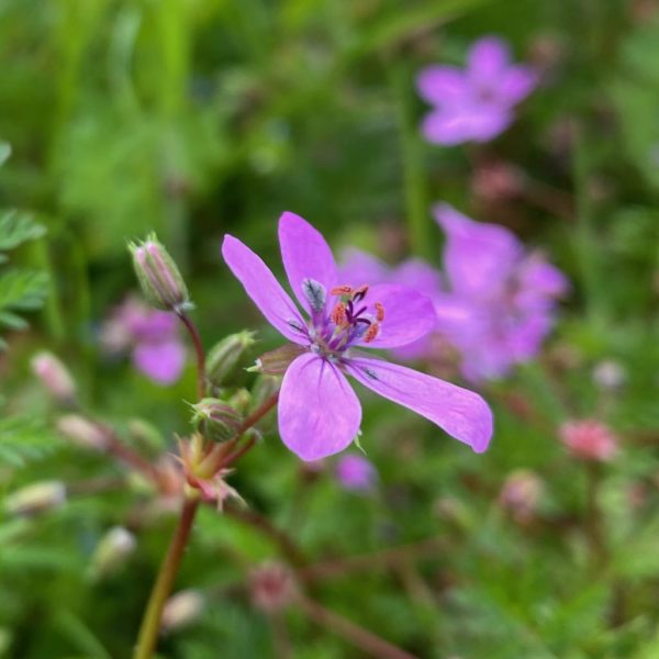 Reigersbek (Erodium cicutarium)