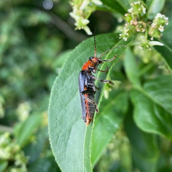 Zwartpootsoldaatje (Cantharis fusca)
