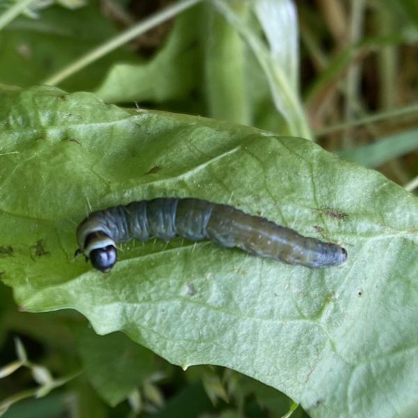 Gevlamde bladroller (Archips xylosteana)