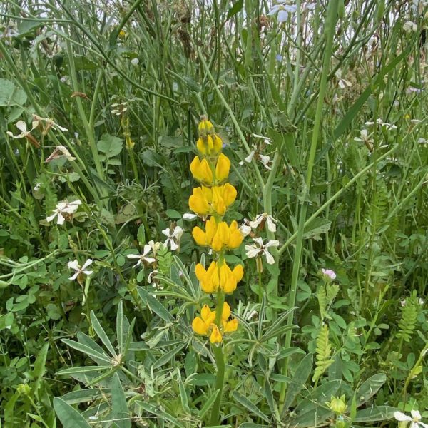 Nieuwe Bodem - Gele lupine (Lupinus luteus)