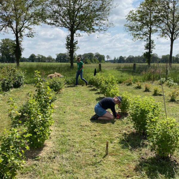 Nieuwe Bodem - duurzaam walnoten hazelnoten biodiversiteit agrobosbouw 604