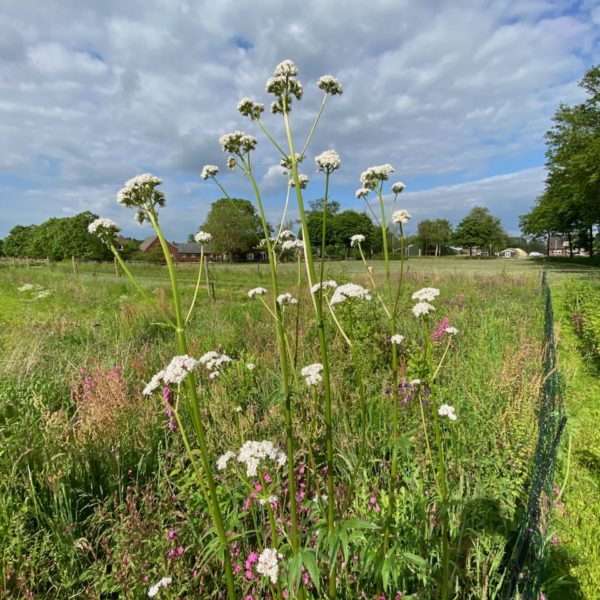 Nieuwe Bodem - duurzaam walnoten hazelnoten biodiversiteit agrobosbouw 605