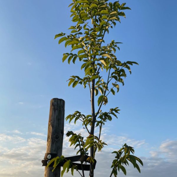 Nieuwe Bodem - duurzaam walnoten hazelnoten biodiversiteit agrobosbouw 606