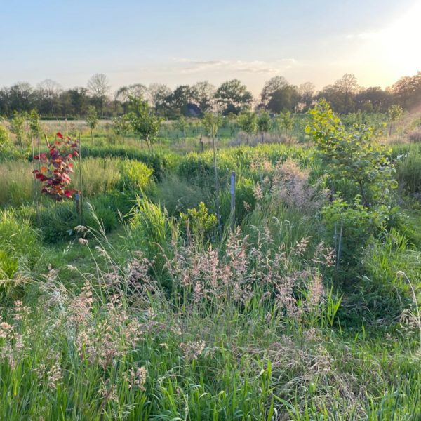 Nieuwe Bodem - duurzaam walnoten hazelnoten biodiversiteit agrobosbouw 607