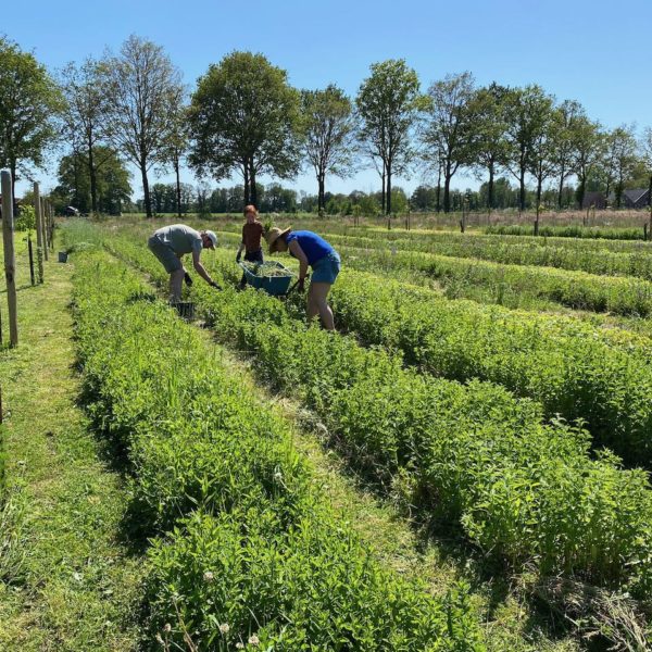 Nieuwe Bodem - duurzaam walnoten hazelnoten biodiversiteit agrobosbouw 613