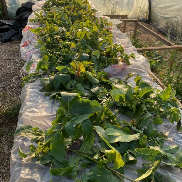 Nieuwe Bodem - duurzaam walnoten hazelnoten biodiversiteit agrobosbouw 614