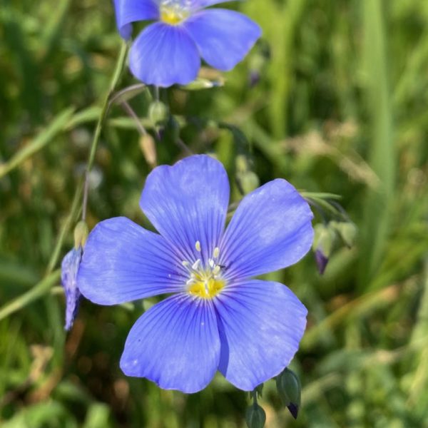 Nieuwe Bodem - duurzaam walnoten hazelnoten biodiversiteit agrobosbouw 615