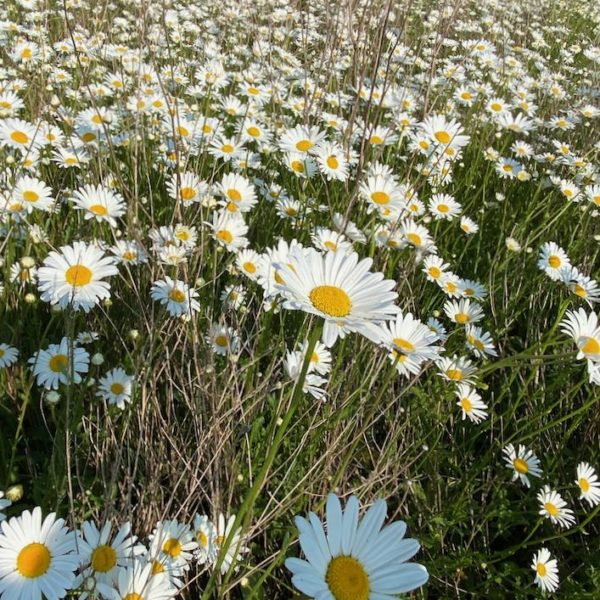 Nieuwe Bodem - duurzaam walnoten hazelnoten biodiversiteit agrobosbouw 616