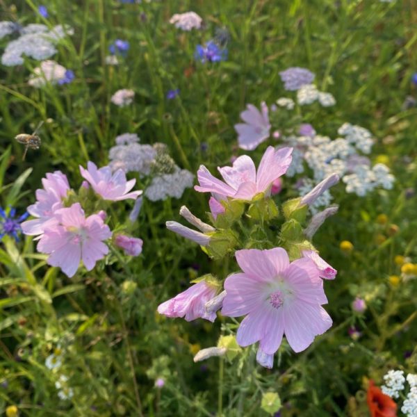 Nieuwe Bodem - duurzaam walnoten hazelnoten biodiversiteit agrobosbouw 618