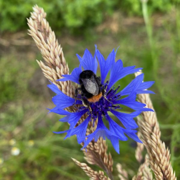 Steenhommel (Bombus lapidarius)