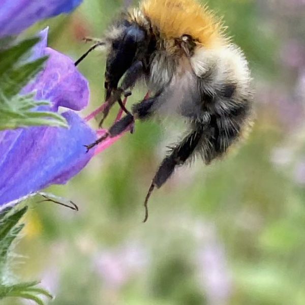 Akkerhommel (Bombus pascuorum)