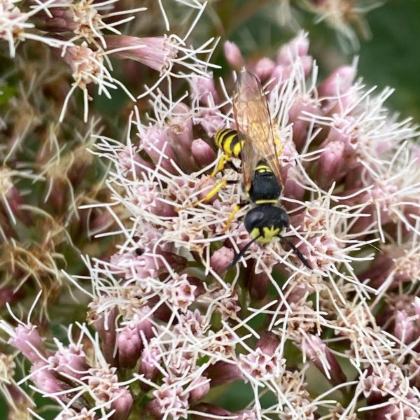 Bijenwolf (Philanthus triangulum)