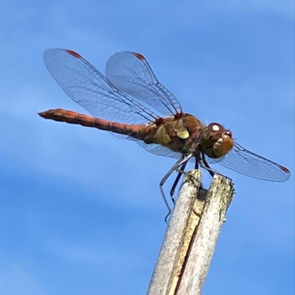 Bruinrode heidelibel (Sympetrum striolatum)