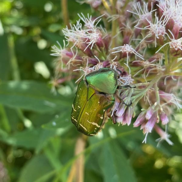 Gouden tor (Cetonia aurata)