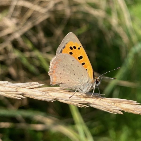 Kleine vuurvlinder (Lycaena phlaeas)