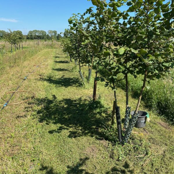 Nieuwe Bodem - duurzaam walnoten hazelnoten biodiversiteit agrobosbouw 624