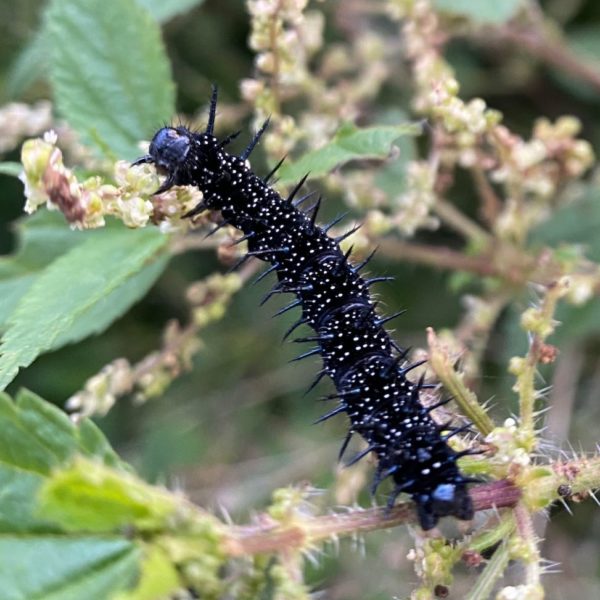 Rups Dagpauwoog (Aglais io)