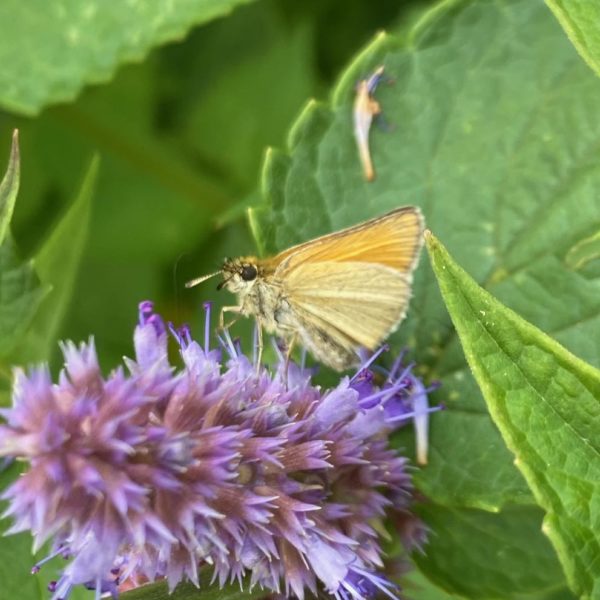 Zwartsprietdikkopje (Thymelicus lineola)