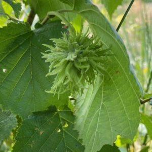 Nieuwe Bodem - Hazelnotenboom Trazel