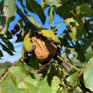 Nieuwe Bodem - Walnoot in walnotenboom