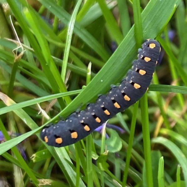 Bladwesp tenthredo (Tenthredo sp.)