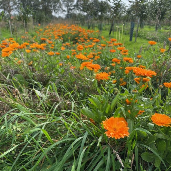 Goudsbloemen