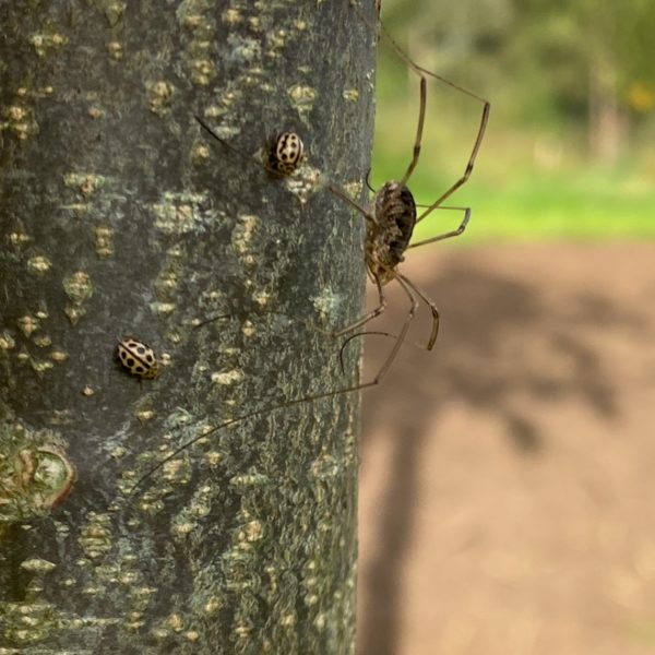 Hooiwagen met zestienstippelig lieveheersbeestje