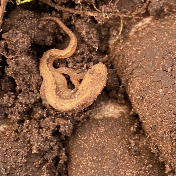 Kleine watersalamander