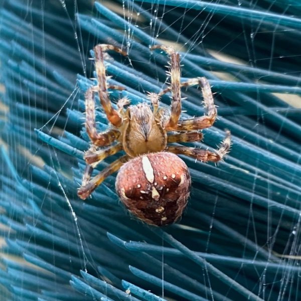 Kruisspin (Araneus diadematus)