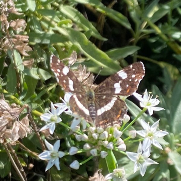 Landkaartje (Araschnia levana)