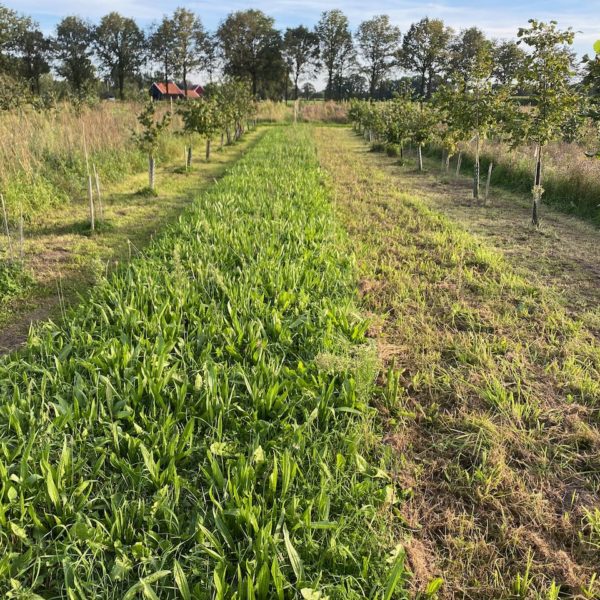 Nieuwe Bodem - duurzaam walnoten hazelnoten biodiversiteit agrobosbouw 627