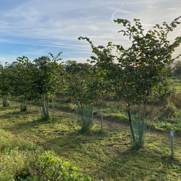 Nieuwe Bodem - duurzaam walnoten hazelnoten biodiversiteit agrobosbouw 628