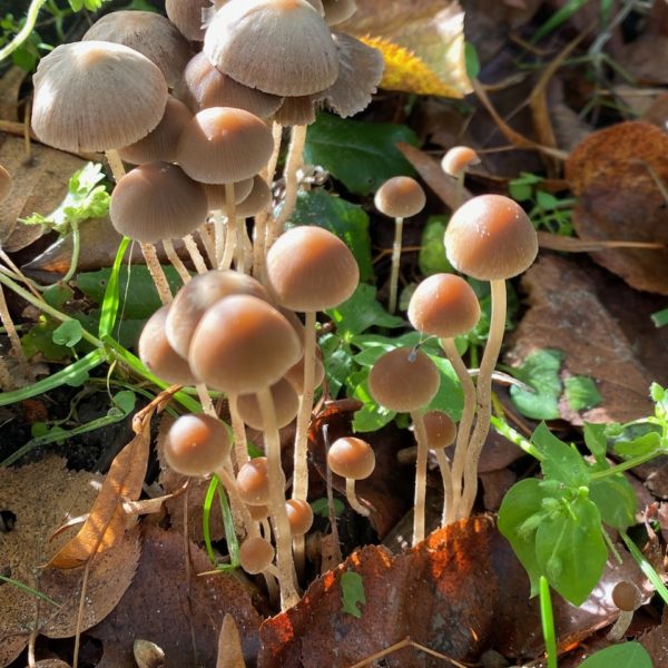 Sierlijke franjehoed (Psathyrella corrugis)