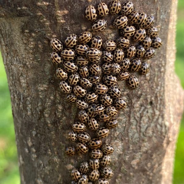 Zestienstippelig lieveheersbeestje (Tytthaspis sedecimpunctata)