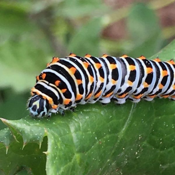 Rups Koninginnenpage (Papilio machaon)