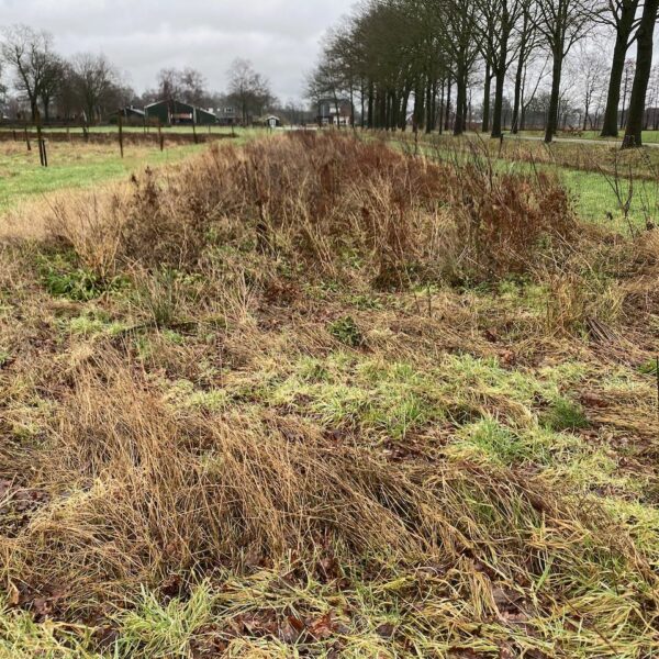 Nieuwe Bodem - Agrobosbouw agroforestry biodiversiteit