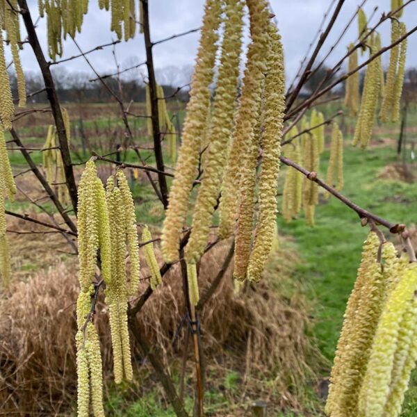 Nieuwe Bodem - Agrobosbouw agroforestry hazelnoten katjes