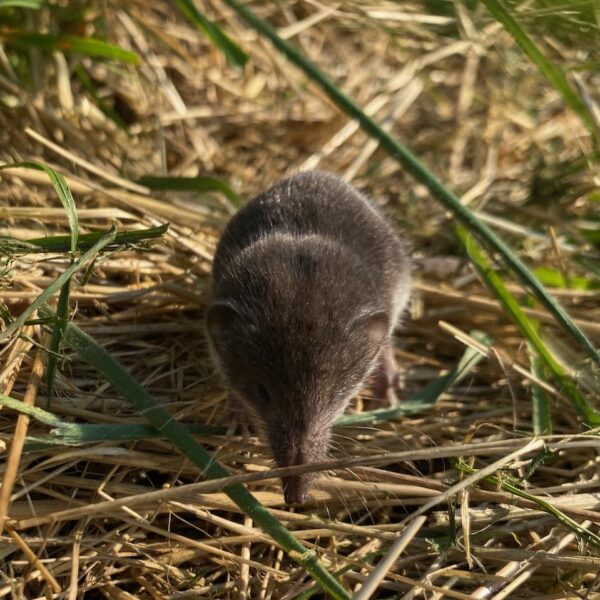 Nieuwe Bodem - Huisspitsmuis (Crocidura russula)