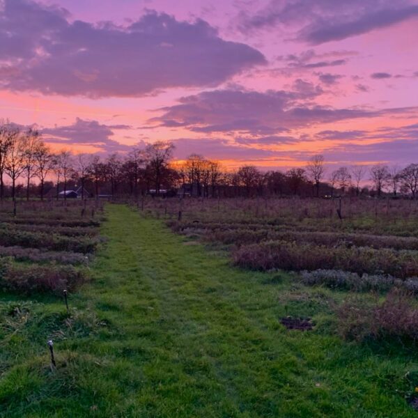 Nieuwe Bodem - zonsondergang